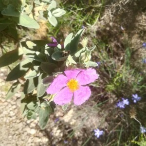 Photographie n°2388864 du taxon Cistus albidus L. [1753]