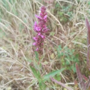 Photographie n°2388877 du taxon Lythrum salicaria L. [1753]