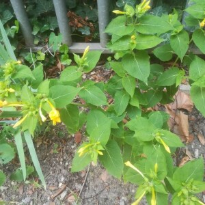 Photographie n°2388886 du taxon Mirabilis jalapa L. [1753]