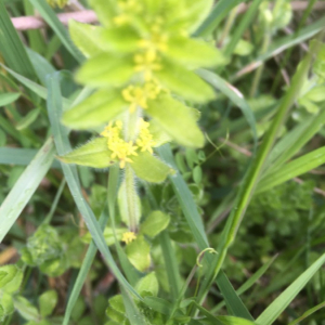 Photographie n°2388890 du taxon Cruciata laevipes Opiz [1852]