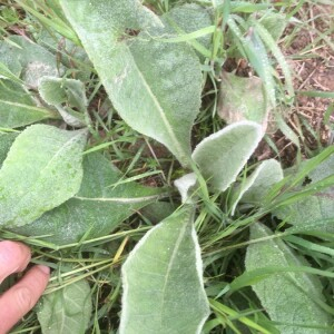 Photographie n°2388895 du taxon Verbascum thapsus L. [1753]