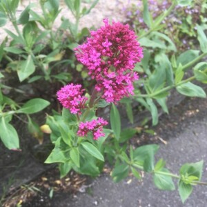 Photographie n°2388903 du taxon Centranthus ruber (L.) DC. [1805]