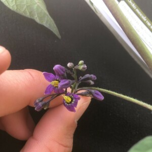 Photographie n°2388906 du taxon Solanum dulcamara L. [1753]