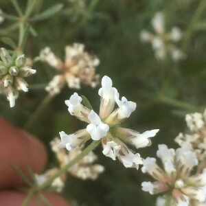 Photographie n°2388914 du taxon Dorycnium pentaphyllum Scop.