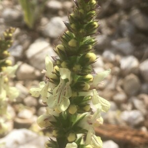 Photographie n°2388918 du taxon Stachys recta L.