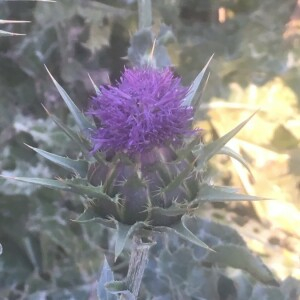 Photographie n°2388921 du taxon Silybum marianum (L.) Gaertn. [1791]