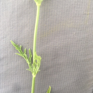 Photographie n°2388949 du taxon Verbena officinalis L. [1753]