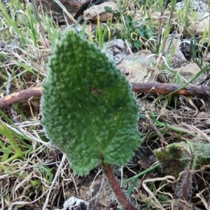 Photographie n°2388988 du taxon Borago officinalis L. [1753]