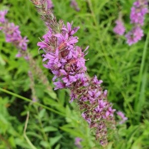 Photographie n°2389032 du taxon Lythrum salicaria L.