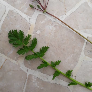 Photographie n°2389074 du taxon Erodium cicutarium (L.) L'Hér.