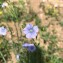 Photographie n°2389103 du taxon Linum usitatissimum L. [1753]