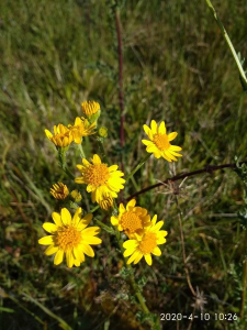 Joël MacÉ, le 10 avril 2020 (Lévignac-de-Guyenne)