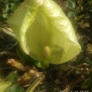 Photographie n°2389111 du taxon Arum maculatum L. [1753]