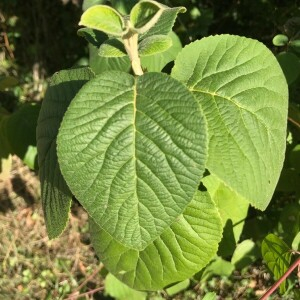 Photographie n°2389229 du taxon Viburnum lantana L.