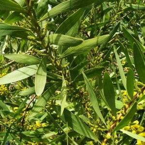 Photographie n°2389238 du taxon Acacia longifolia (Andrews) Willd. [1806]