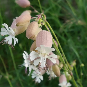 Photographie n°2389250 du taxon Silene vulgaris (Moench) Garcke