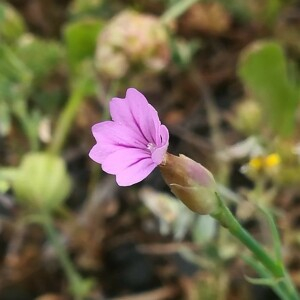 Photographie n°2389257 du taxon Petrorhagia prolifera (L.) P.W.Ball & Heywood