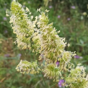 Photographie n°2389278 du taxon Dactylis glomerata L.