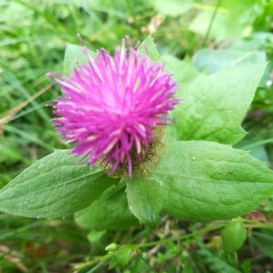 Photographie n°2389290 du taxon Centaurea pectinata L. [1763]