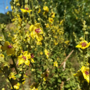 Photographie n°2389295 du taxon Verbascum sinuatum L. [1753]