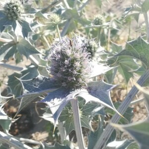 Photographie n°2389299 du taxon Eryngium maritimum L. [1753]