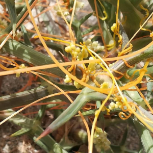 Photographie n°2389306 du taxon Cuscuta campestris Yunck. [1932]