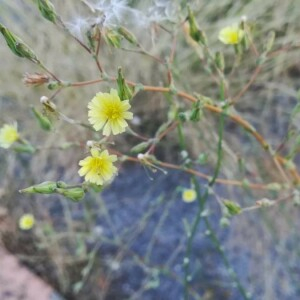 Photographie n°2389310 du taxon Lactuca serriola L. [1756]