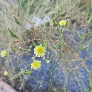 Photographie n°2389314 du taxon Lactuca serriola L. [1756]