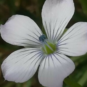 Photographie n°2389319 du taxon Linum usitatissimum L. [1753]