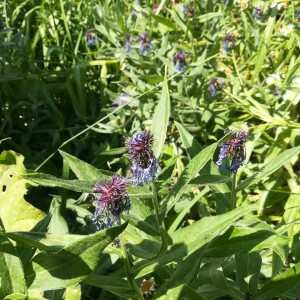 Photographie n°2389411 du taxon Cyanus montanus (L.) Hill [1768]
