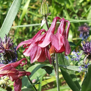 Photographie n°2389416 du taxon Aquilegia vulgaris L. [1753]