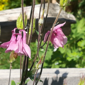 Photographie n°2389417 du taxon Aquilegia vulgaris L. [1753]