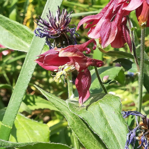 Photographie n°2389418 du taxon Aquilegia vulgaris L. [1753]