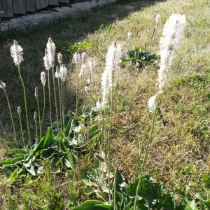 Photographie n°2389426 du taxon Plantago media L. [1753]