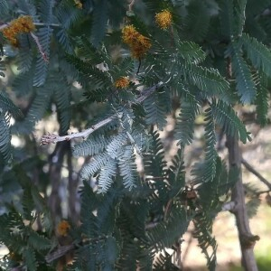  - Acacia baileyana F.Muell. [1888]