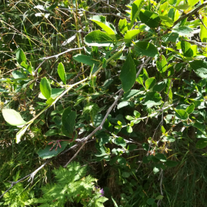 Photographie n°2389727 du taxon Berberis vulgaris L. [1753]