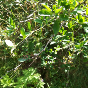 Photographie n°2389728 du taxon Berberis vulgaris L. [1753]