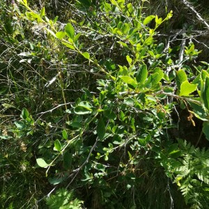 Photographie n°2389729 du taxon Berberis vulgaris L. [1753]