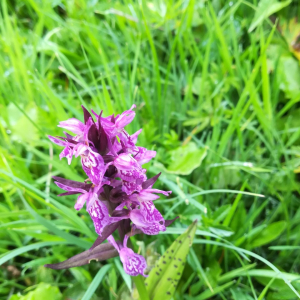 Photographie n°2389733 du taxon Dactylorhiza majalis (Rchb.) P.F.Hunt & Summerh. [1965]