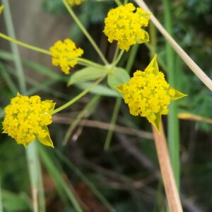 Photographie n°2389739 du taxon Bupleurum ranunculoides L. [1753]