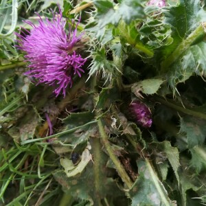 Photographie n°2389741 du taxon Cirsium acaulon (L.) Scop. [1769]