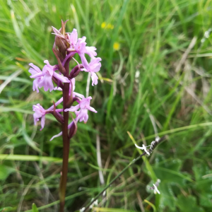 Photographie n°2389742 du taxon Gymnadenia conopsea (L.) R.Br. [1813]