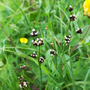 Photographie n°2389752 du taxon Juncus alpinoarticulatus Chaix [1785]