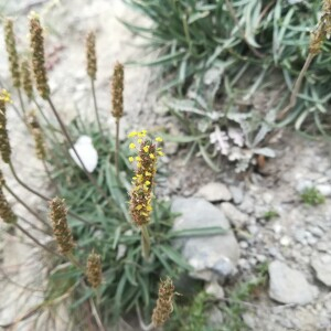 Photographie n°2389788 du taxon Plantago alpina L. [1753]