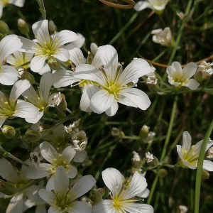 Photographie n°2389802 du taxon Minuartia laricifolia (L.) Schinz & Thell. [1907]