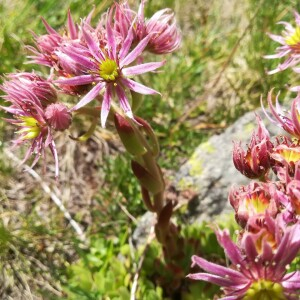 Photographie n°2389807 du taxon Sempervivum montanum L. [1753]