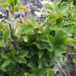 Photographie n°2389810 du taxon Berberis vulgaris L. [1753]