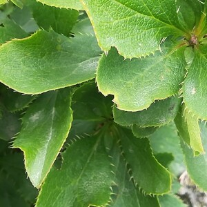 Photographie n°2389811 du taxon Berberis vulgaris L. [1753]