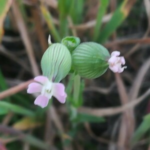 Photographie n°2389837 du taxon Silene conica L.