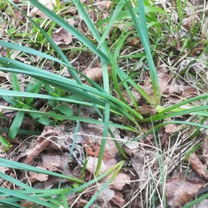 Photographie n°2389899 du taxon Narcissus pseudonarcissus L.